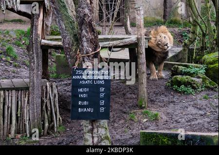 Bhanu, der asiatische Löwe, der während der jährlichen Bestandsaufnahme im ZSL London Zoo am 02. Januar 2020 in London, England, abgebildet wurde. Jedes Jahr zählen die Tierhalter jedes Tier von mehr als 700 Arten im Londoner Zoo zusammen, und die Ergebnisse werden mit anderen Zoos geteilt, um die weltweiten Zuchtprogramme für bedrohte Tiere zu verwalten. (Foto von Wiktor Szymanowicz/NurPhoto) Stockfoto