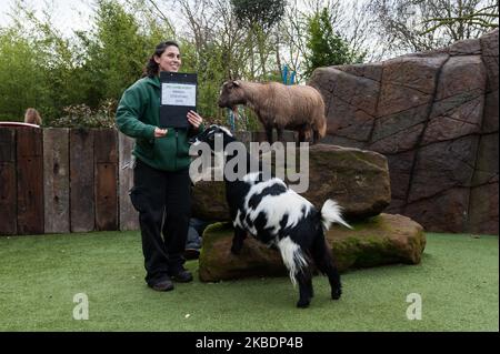 Ein Tierpfleger gibt Zwergziegen während der jährlichen Bestandsaufnahme im ZSL London Zoo am 02. Januar 2020 in London, England, Leckereien. Jedes Jahr zählen die Tierhalter jedes Tier von mehr als 700 Arten im Londoner Zoo zusammen, und die Ergebnisse werden mit anderen Zoos geteilt, um die weltweiten Zuchtprogramme für bedrohte Tiere zu verwalten. (Foto von Wiktor Szymanowicz/NurPhoto) Stockfoto