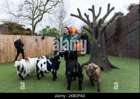 Ein Tierpfleger gibt Zwergziegen während der jährlichen Bestandsaufnahme im ZSL London Zoo am 02. Januar 2020 in London, England, Leckereien. Jedes Jahr zählen die Tierhalter jedes Tier von mehr als 700 Arten im Londoner Zoo zusammen, und die Ergebnisse werden mit anderen Zoos geteilt, um die weltweiten Zuchtprogramme für bedrohte Tiere zu verwalten. (Foto von Wiktor Szymanowicz/NurPhoto) Stockfoto