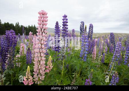 Bunte Lupinenblumen in Tekapo,Â Mackenzie Country,Â auf der zentralen Südinsel von New ZealandÂ am 10. Januar 2020.Â Tekapo ist eine der beliebtesten Touristenattraktionen Neuseelands. Jeden November beginnen riesige, farbenfrohe Felder mit Lupinenblumen entlang der Seeufer, Bäche, Kanäle und Autobahnen der Mackenzie Region in Neuseeland aufzutauchen. Lupinen sind jedoch eine nicht-einheimische Blumenart und verursachen in Neuseeland eine Reihe von ofÂ Problemen, da sie sich schnell ausbreiten und einheimische Flora und Fauna aus ihren Lebensräumen drängen. Â Â (Foto by Sanka Vidanagama/NurPhoto) Stockfoto