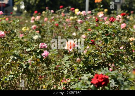 Rosen in verschiedenen Farben und Größen sind vor dem Soumaya Museum zu sehen. Rosensträucher wurden als Dekoration und als Touristenattraktion eingesetzt. Am 10. Januar 2020 in Mexiko-Stadt, Mexiko. Die Rose ist eine der beliebtesten Pflanzen in den Gärten, es gibt sogar spezielle Gärten, die Rosengärten genannt werden. (Foto von Eyepix/NurPhoto) Stockfoto