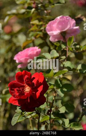 Rosen in verschiedenen Farben und Größen sind vor dem Soumaya Museum zu sehen. Rosensträucher wurden als Dekoration und als Touristenattraktion eingesetzt. Am 10. Januar 2020 in Mexiko-Stadt, Mexiko. Die Rose ist eine der beliebtesten Pflanzen in den Gärten, es gibt sogar spezielle Gärten, die Rosengärten genannt werden. (Foto von Eyepix/NurPhoto) Stockfoto