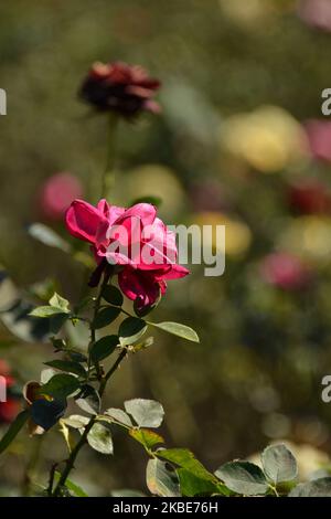 Rosen in verschiedenen Farben und Größen sind vor dem Soumaya Museum zu sehen. Rosensträucher wurden als Dekoration und als Touristenattraktion eingesetzt. Am 10. Januar 2020 in Mexiko-Stadt, Mexiko. Die Rose ist eine der beliebtesten Pflanzen in den Gärten, es gibt sogar spezielle Gärten, die Rosengärten genannt werden. (Foto von Eyepix/NurPhoto) Stockfoto