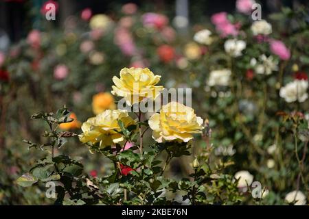 Rosen in verschiedenen Farben und Größen sind vor dem Soumaya Museum zu sehen. Rosensträucher wurden als Dekoration und als Touristenattraktion eingesetzt. Am 10. Januar 2020 in Mexiko-Stadt, Mexiko. Die Rose ist eine der beliebtesten Pflanzen in den Gärten, es gibt sogar spezielle Gärten, die Rosengärten genannt werden. (Foto von Eyepix/NurPhoto) Stockfoto