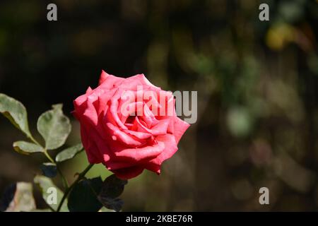 Rosen in verschiedenen Farben und Größen sind vor dem Soumaya Museum zu sehen. Rosensträucher wurden als Dekoration und als Touristenattraktion eingesetzt. Am 10. Januar 2020 in Mexiko-Stadt, Mexiko. Die Rose ist eine der beliebtesten Pflanzen in den Gärten, es gibt sogar spezielle Gärten, die Rosengärten genannt werden. (Foto von Eyepix/NurPhoto) Stockfoto