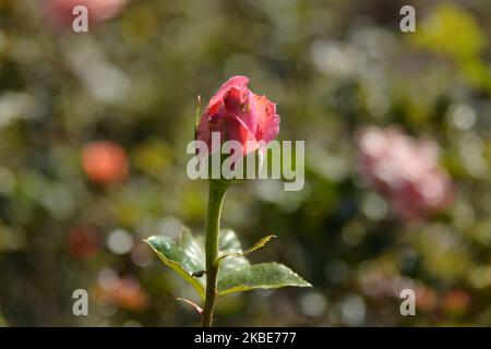 Rosen in verschiedenen Farben und Größen sind vor dem Soumaya Museum zu sehen. Rosensträucher wurden als Dekoration und als Touristenattraktion eingesetzt. Am 10. Januar 2020 in Mexiko-Stadt, Mexiko. Die Rose ist eine der beliebtesten Pflanzen in den Gärten, es gibt sogar spezielle Gärten, die Rosengärten genannt werden. (Foto von Eyepix/NurPhoto) Stockfoto