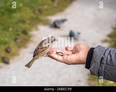 Eine Frau füttert Sperling aus ihrer Handfläche. Ein Vogel sitzt auf der Hand einer Frau und isst Samen. Tierpflege im Herbst oder Winter. Stockfoto