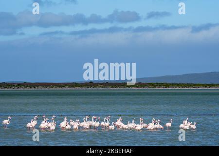 Großflamingo (Phoenicopterus roseus) strömen in einer Salzpfanne in der Nähe von Struisbaai im westlichen Kap Overberg. Südafrika Stockfoto