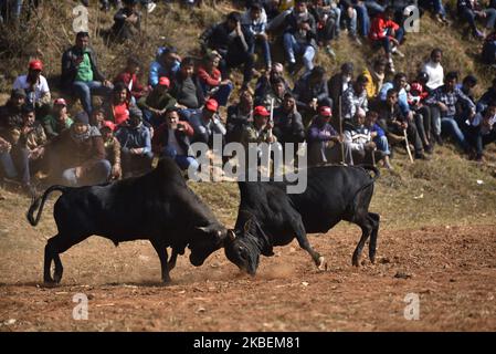 Stierkämpfe während des Makar Sankranti- oder Maghe-Sangranti-Festivals im Dorf Taruka, Nuwakot 80km nördlich von Kathmandu, Nepal, am Mittwoch, 15. Januar 2020. Jedes Jahr beobachten Tausende von Menschen während des Tages von Makar Sankranti oder Maghe Sangranti ein Stierkampffest im Dorf Taruka, Nuwakot, das nach dem hinduistischen Kalender das Ende des Winters ankündigt. Makar Sankranti oder Maghe Sangranti feierten sowohl in Nepal als auch in Indien. (Foto von Narayan Maharjan/NurPhoto) Stockfoto