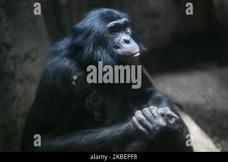 Schimpansen im Zoo Leipzig, Deutschland. November 2019 (Foto von Maxym Marusenko/NurPhoto) Stockfoto