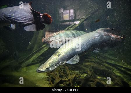 Australischer Lungfish oder Queensland Lungfish im Aquarium im Zoo Leipzig, Deutschland. November 2019 (Foto von Maxym Marusenko/NurPhoto) Stockfoto