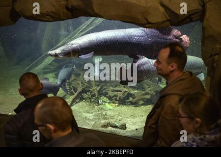 Besucher sehen australische Lungfish oder Queensland Lungfish im Aquarium im Zoo Leipzig, Deutschland. November 2019 (Foto von Maxym Marusenko/NurPhoto) Stockfoto