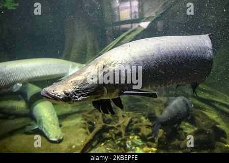 Australischer Lungfish oder Queensland Lungfish im Aquarium im Zoo Leipzig, Deutschland. November 2019 (Foto von Maxym Marusenko/NurPhoto) Stockfoto