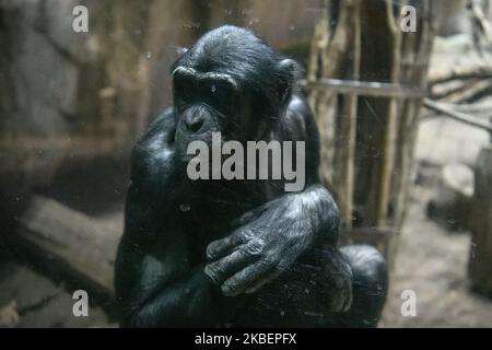 Schimpansen im Zoo Leipzig, Deutschland. November 2019 (Foto von Maxym Marusenko/NurPhoto) Stockfoto