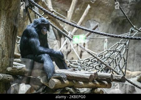 Schimpansen im Zoo Leipzig, Deutschland. November 2019 (Foto von Maxym Marusenko/NurPhoto) Stockfoto