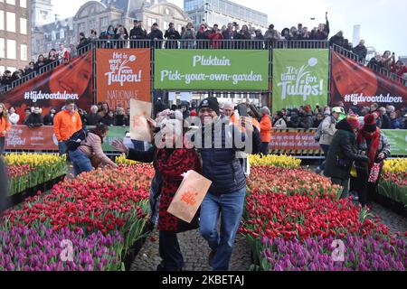 Am 18. Januar 2020 in Amsterdam, Niederlande, nehmen Menschen am Nationalen Tulpentag vor dem Königspalast am Dam-Platz Teil. Heute ist der offizielle Beginn der Tulpensaison mit einem speziellen Tulpenpflückgarten, in dem die Menschen Tulpen kostenlos pflücken können, organisiert von niederländischen Tulpenzüchtern, ist der Amsterdamer Dam-Platz mit rund 200.000 Tulpen gefüllt. Diese Tulpen sind speziell angeordnet, um einen riesigen temporären Garten zu machen. Es wird erwartet, dass mehr als 1,7 Milliarden niederländische Tulpen den Frühling in die Häuser der ganzen Welt bringen werden. (Foto von Paulo Amorim/NurPhoto) Stockfoto