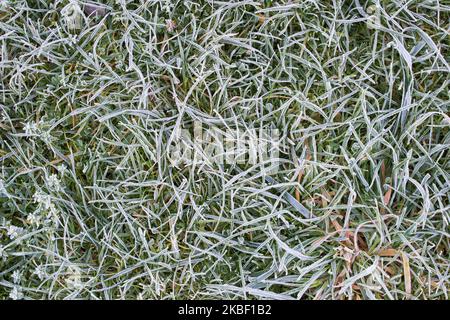 Gras ist im Spätherbst mit Frost bedeckt Stockfoto