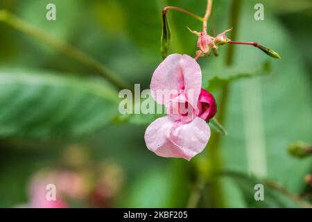 Wunderschöne einheimische Wildblume aus dem Westen Kanadas. Aquilegia formosa, karmesinrote, westliche oder rote Kolumbine. Nahaufnahme leuchtendes Rot und Ye Stockfoto