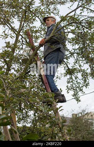 Älterer Mann, der in seinem Garten Äpfel von der Leiter erntet. Ernte Bio-Äpfel von einem Apfelbaum. Stockfoto