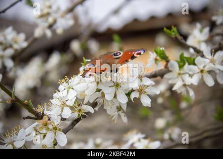Frühling Schmetterling bestäubende Blumen blühen auf dem Baum Stockfoto
