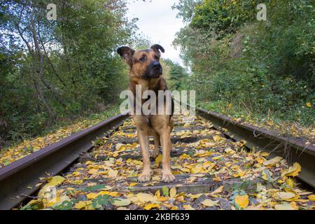 Der Schäferhund steht im Herbst auf den Eisenbahnschienen auf gefallenen gelben Blättern Stockfoto