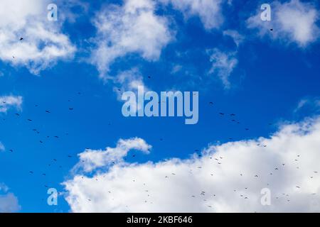Am Himmel fliegt in der Herbstsaison eine Herde Krähen Stockfoto