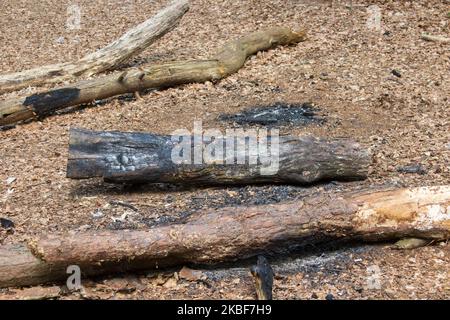 Verlassene Picknickplatz mit verkohltem Holz im Wald Stockfoto