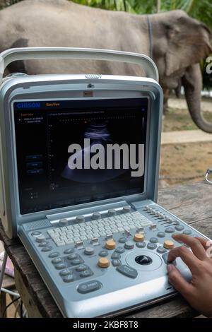 Der Tierarzt der Provinz Riau Natural Resources Conservation Agency (BKSDA) führt am 24. Januar 2020 im Naturschutzgebiet Buluh Cina in Kampar Regency, Provinz Riau, Indonesien, einen Ultraschallscan auf Ngatini, einem 20-jährigen, schwanger werdenden Sumatraanelefanten (Elephas maximus sumatranus) durch. Als Ergebnis der Ultraschalluntersuchung wurde ein 4 Monate alter gesunder Fötus im Ngatini-Mutterleib sichtbar, was auf ein gesundes Elefantenbaby hinweist (Foto by Afrianto Silalahi/NurPhoto) Stockfoto