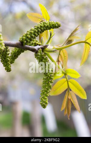 Walnussblüten. Walnüsse junge Blätter und Blütenstand Stockfoto