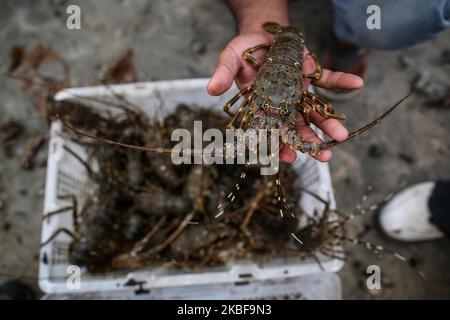 Ein Arbeiter hält einen Hummer an einem Strand in der Nähe von Bandar Lampung, der Südspitze der Insel Sumatra, 23. Januar 2020. Die von einheimischen Fischern gefangenen Wildhummer werden hauptsächlich nach China, Singapur und Hongkong exportiert. (Foto von Andrew Gal/NurPhoto) Stockfoto