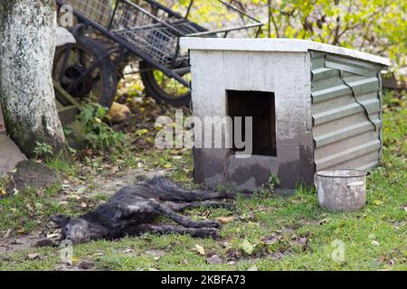 Es gibt einen toten Hund auf dem Hof in der Nähe eines hundehauses Stockfoto
