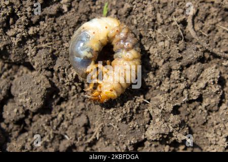 Kann Larve auf dem Boden im Garten käfer Stockfoto