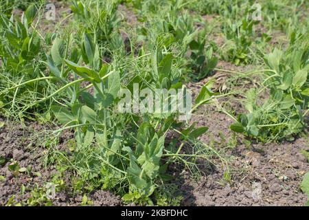 Auf dem Feld wächst eine junge grüne Erbse Stockfoto