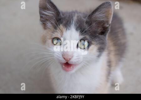 Kleine niedliche mähen Kätzchen auf Beton sitzen Stockfoto