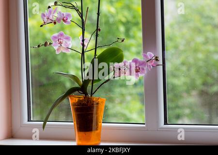 Topf auf dem Fenster mit Blumenorchideen Stockfoto