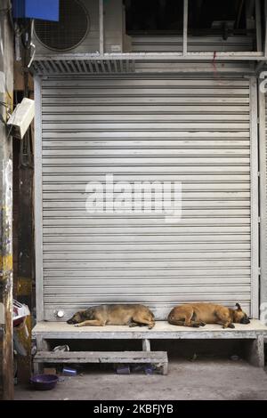 Straßenhunde, die am 5. April 2018 vor dem geschlossenen Lebensmittelgeschäft in Chandni Chowk, Delhi, Indien, schlafen. (Foto von Krystof Kriz/NurPhoto) Stockfoto