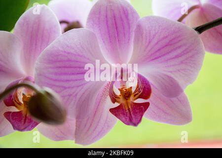 Schöne Orchideenblume Nahaufnahme auf einem grünen Hintergrund Stockfoto