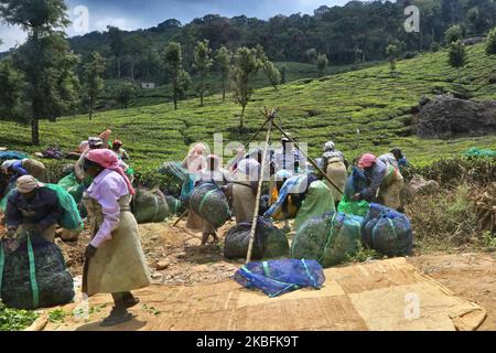 Weibliche Teepflücker bündeln am 16. Februar 2019 in einem der vielen Teestände in Munnar, Idukki, Kerala, Indien, Säcke, die mit geernteten Teeblättern gefüllt sind. Tee ist eine der Hauptkulturen in diesem Tal von rund 5400 Hektar. Es wird in die ganze Welt exportiert und Kerala ist nach Darjeeling die zweitgrößte Teeproduktion in Indien. (Foto von Creative Touch Imaging Ltd./NurPhoto) Stockfoto