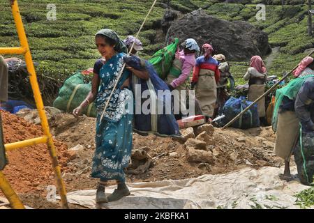 Weibliche Teepflücker tragen am 16. Februar 2019 in einem der vielen Teestände in Munnar, Idukki, Kerala, Indien, Säcke, die mit geernteten Teeblättern gefüllt sind. Tee ist eine der Hauptkulturen in diesem Tal von rund 5400 Hektar. Es wird in die ganze Welt exportiert und Kerala ist nach Darjeeling die zweitgrößte Teeproduktion in Indien. (Foto von Creative Touch Imaging Ltd./NurPhoto) Stockfoto