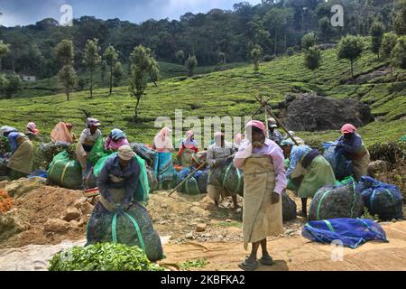 Weibliche Teepflücker bündeln am 16. Februar 2019 in einem der vielen Teestände in Munnar, Idukki, Kerala, Indien, Säcke, die mit geernteten Teeblättern gefüllt sind. Tee ist eine der Hauptkulturen in diesem Tal von rund 5400 Hektar. Es wird in die ganze Welt exportiert und Kerala ist nach Darjeeling die zweitgrößte Teeproduktion in Indien. (Foto von Creative Touch Imaging Ltd./NurPhoto) Stockfoto