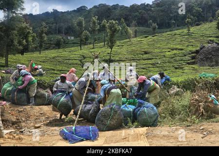 Weibliche Teepflücker bündeln am 16. Februar 2019 in einem der vielen Teestände in Munnar, Idukki, Kerala, Indien, Säcke, die mit geernteten Teeblättern gefüllt sind. Tee ist eine der Hauptkulturen in diesem Tal von rund 5400 Hektar. Es wird in die ganze Welt exportiert und Kerala ist nach Darjeeling die zweitgrößte Teeproduktion in Indien. (Foto von Creative Touch Imaging Ltd./NurPhoto) Stockfoto