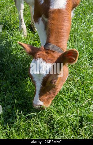 Junge Kuh, die im Sommer auf dem Gras grast Stockfoto