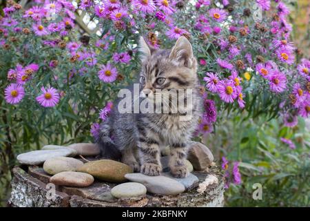 Kätzchen sitzt zwischen Herbstfarben in der Nähe von violetten Astern Stockfoto