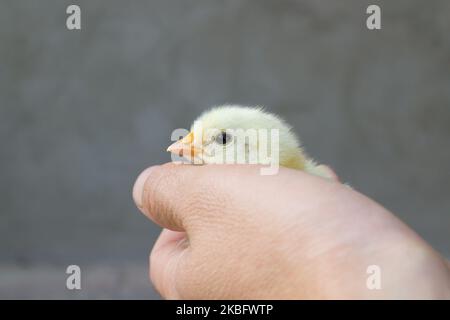 In der Hand der Kinder hält ein Huhn auf grauem Hintergrund auf dem Bauernhof Stockfoto