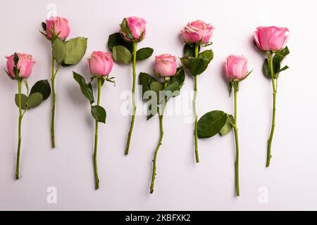 Zusammensetzung von Rosen auf weißem Hintergrund Stockfoto