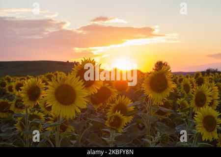 Schöner Sonnenuntergang auf einem Sonnenblumenfeld in Sonnenstrahlen Stockfoto