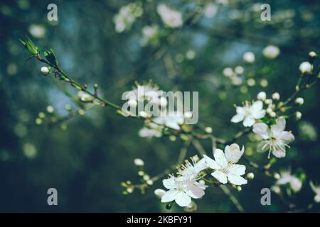 Selektiver, weicher, blühender Kirschbaum-Zweig mit vielen weißen Blüten auf verschwommenem grünen Hintergrund mit Blättern und Himmel-Bokeh. Moody floral Natur Stockfoto
