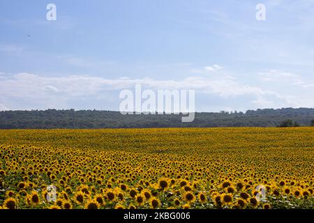 Landschaft Sonnenblumen Feld unter den Wäldern im Sommer Stockfoto