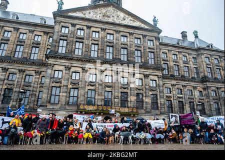 Hunderte von Menschen posieren mit ihren Greyhounds und Podenco auf dem Dam-Platz während der Demonstration gegen den Missbrauch von Greyhounds und Podenco in Spanien am 2.. Februar 2020 in Amsterdam. (Foto von Romy Arroyo Fernandez/NurPhoto) Stockfoto