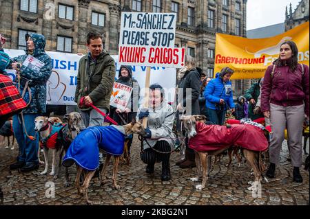 Eine Frau hält ein Plakat gegen den spanischen Präsidenten, der von Windhunden umgeben ist, während der Demonstration gegen den Missbrauch von Windhunden und Podenco in Spanien, die am 2.. Februar 2020 in Amsterdam stattfand. (Foto von Romy Arroyo Fernandez/NurPhoto) Stockfoto